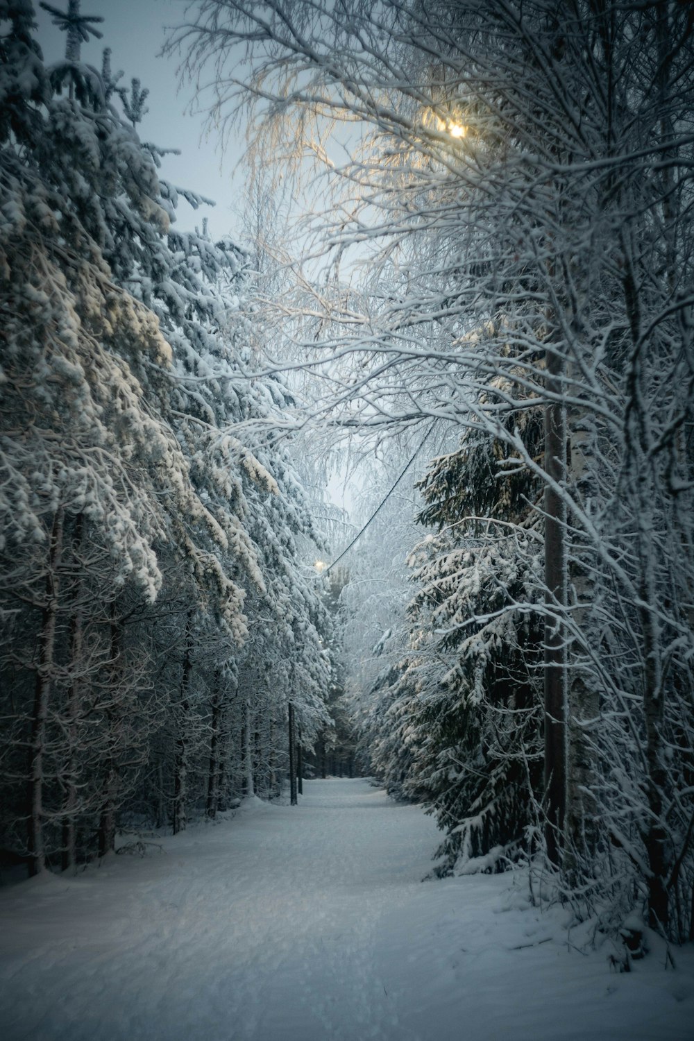 a snowy path in a forest with trees