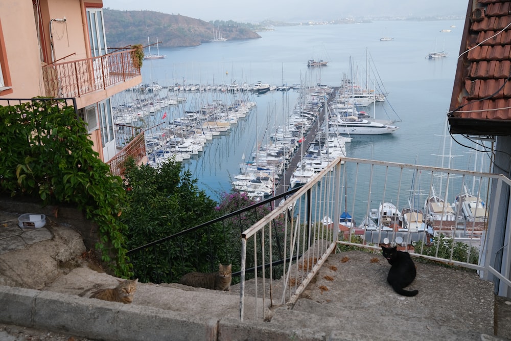 a cat is sitting on a set of stairs overlooking a marina