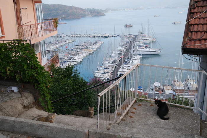 Best Pet-Friendly Hotels and Stays in Fethiye for Travelers With Furry Companions