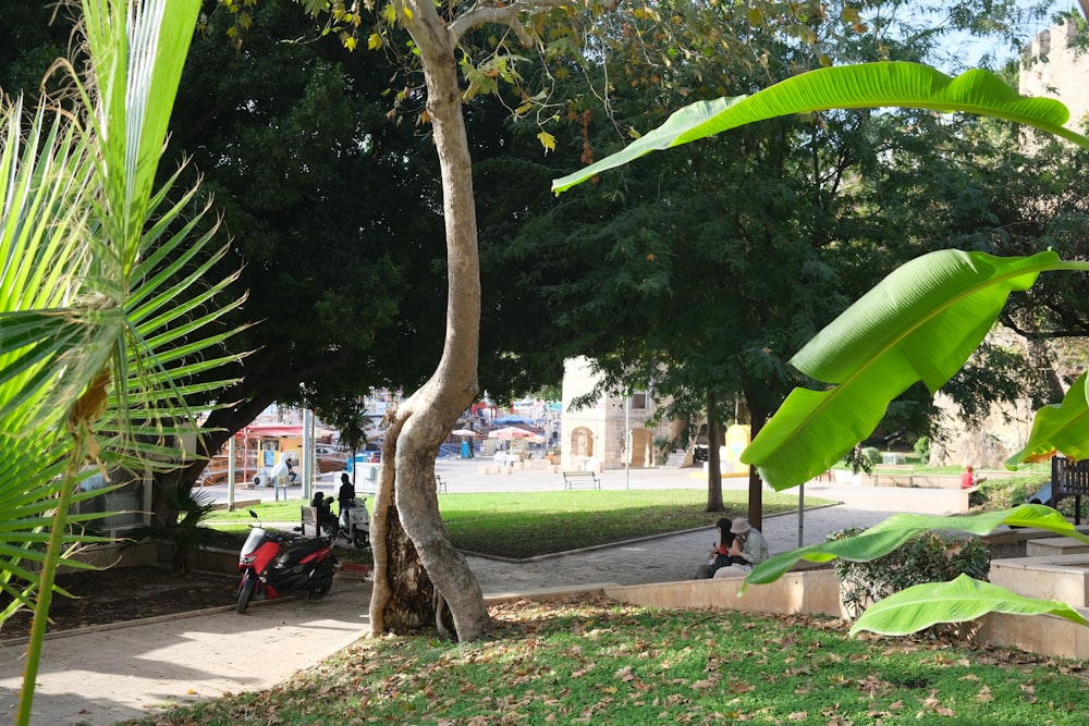 a park area with a tree, mopeds, and a person on a