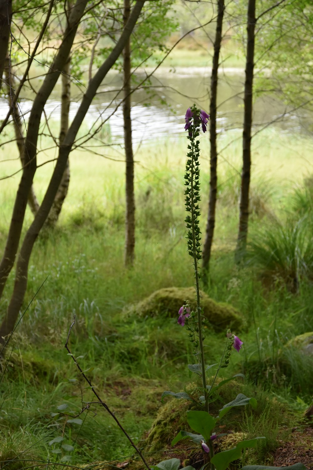 a purple flower sitting in the middle of a forest