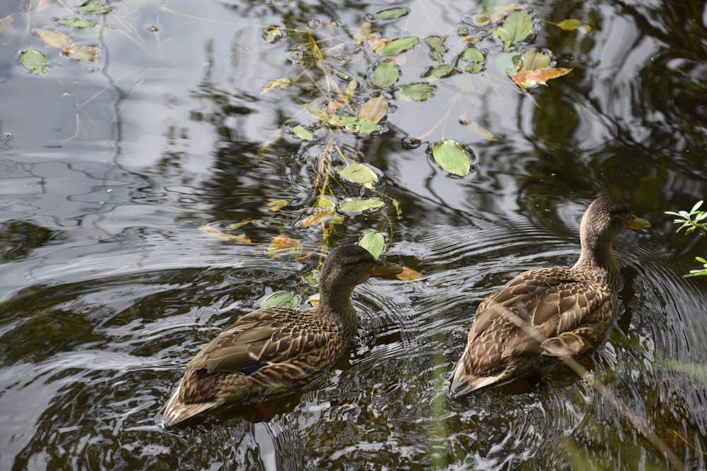 two ducks are swimming in a pond