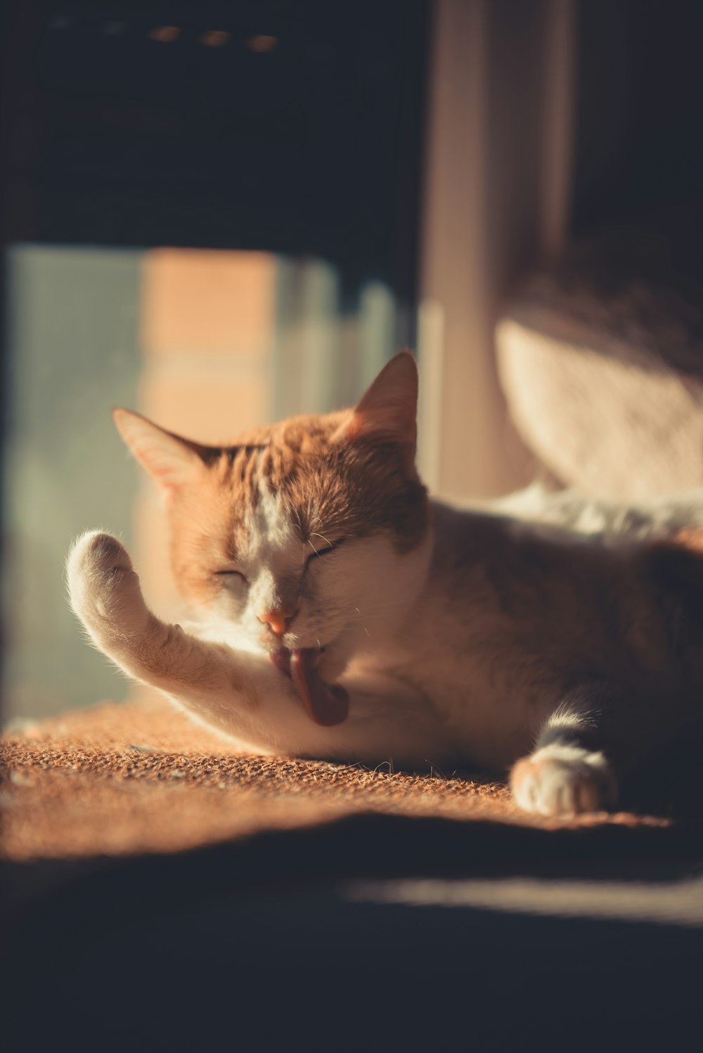 an orange and white cat laying on top of a rug