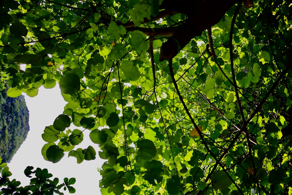 looking up through the leaves of a tree