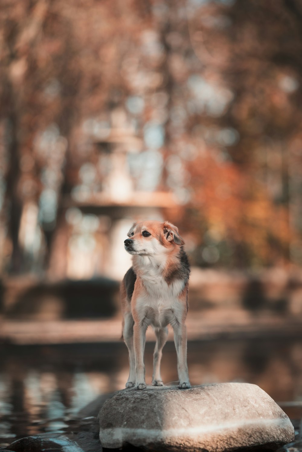 a small dog standing on top of a rock