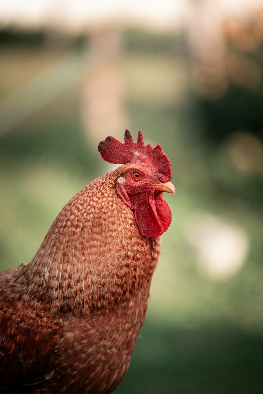 a close up of a rooster with a blurry background