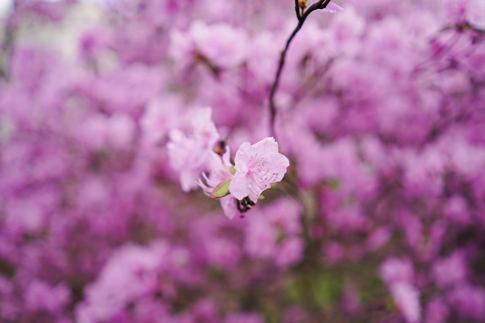 a close up of pink flowers on a tree