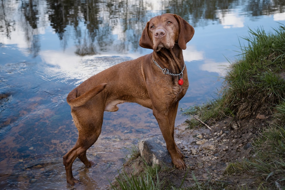 a brown dog standing next to a body of water