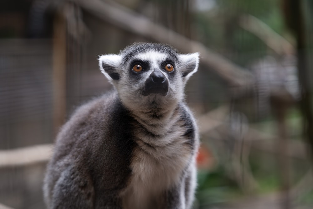 a close up of a small animal with a blurry background