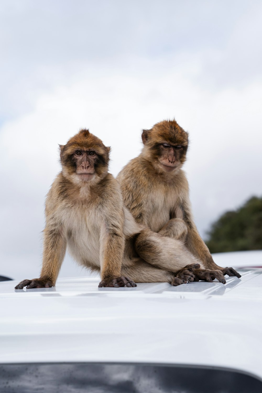two monkeys sitting on the hood of a car