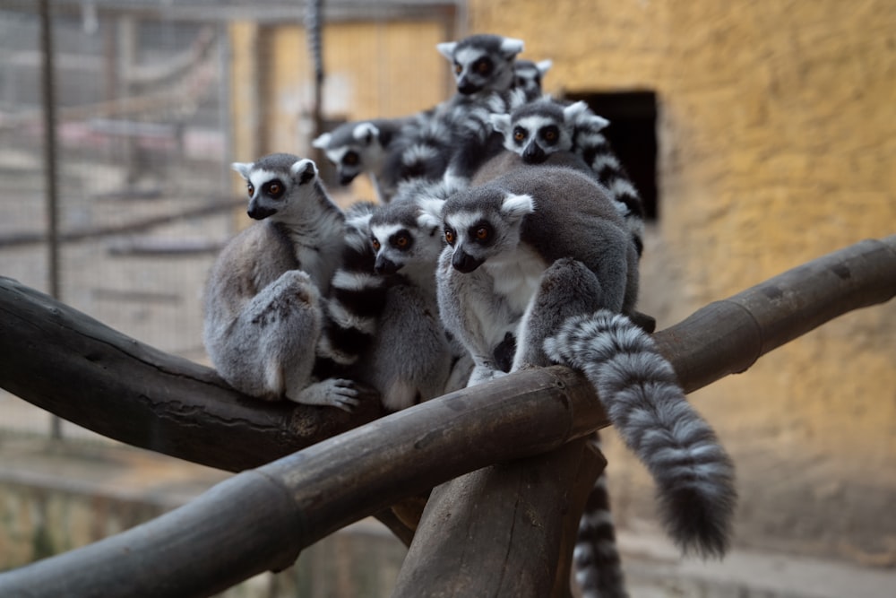 a group of ring tailed lemurs sitting on a tree branch