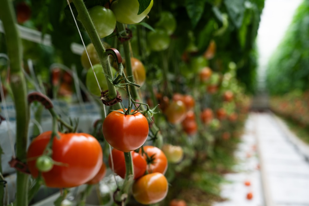 a row of tomatoes growing in a greenhouse