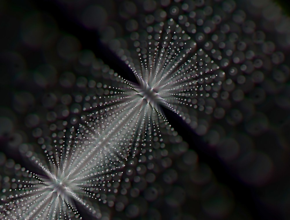 a close up of a white flower on a black background