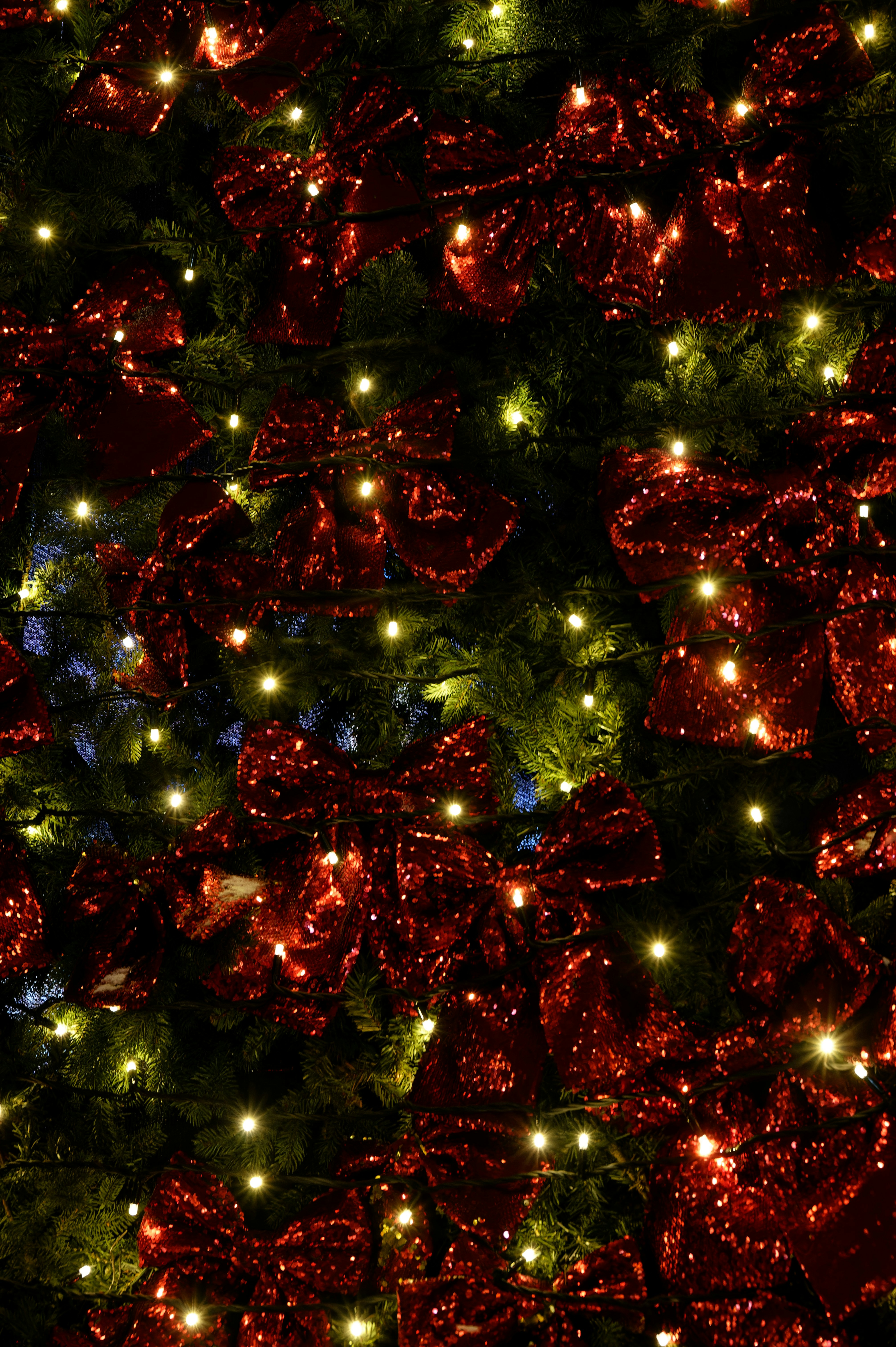 Laços de Cabelo Encantadores