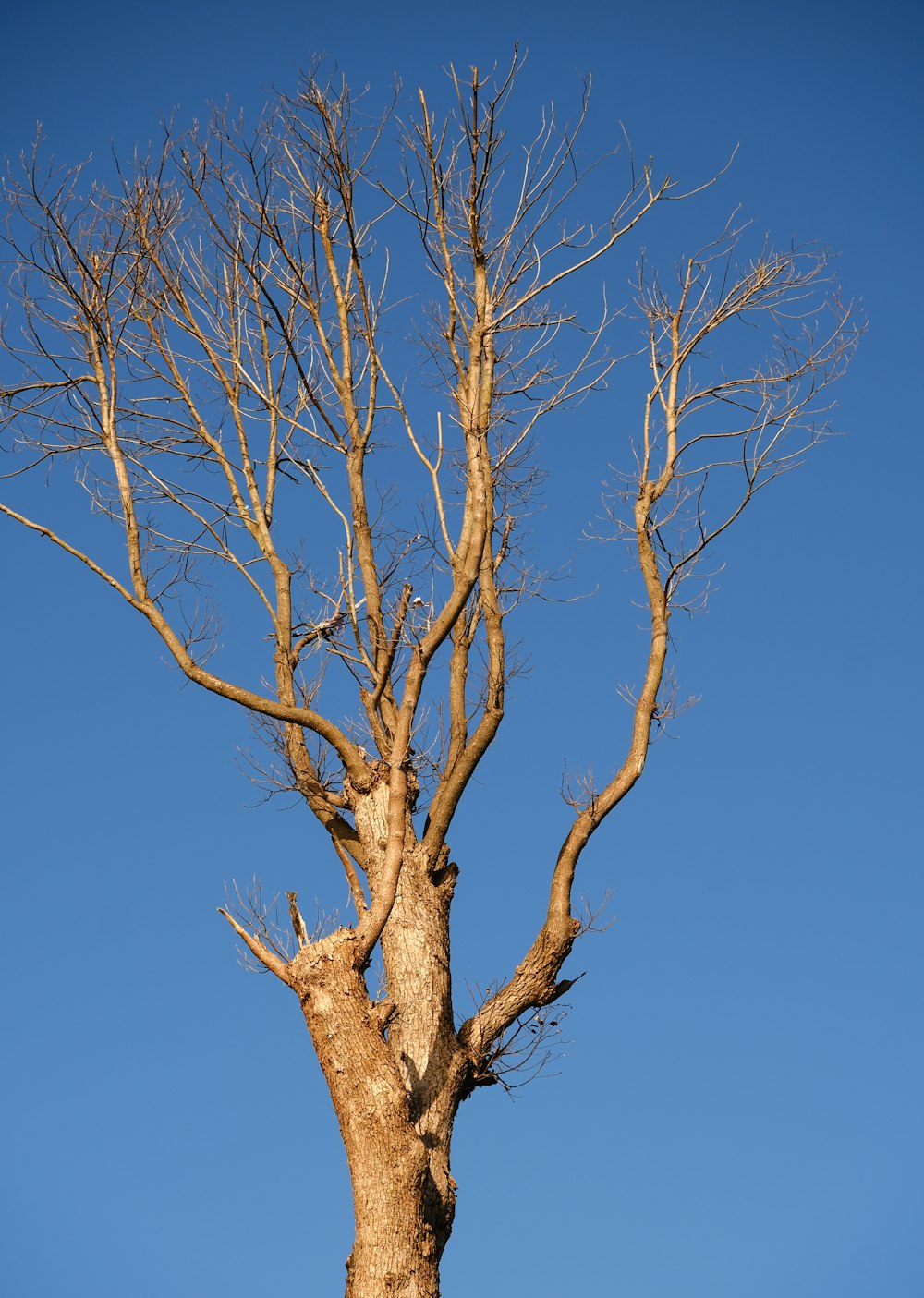 a bare tree with no leaves against a blue sky