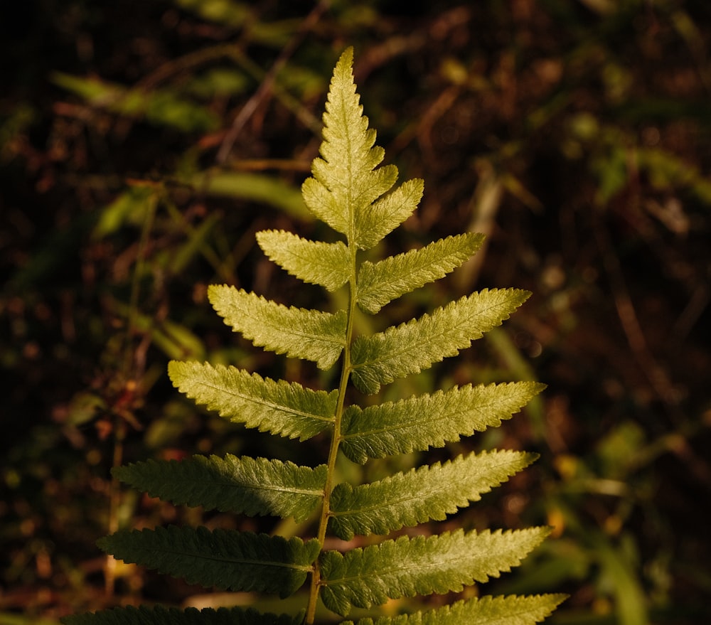 a close up of a green leaf on a tree