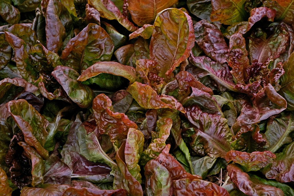 a pile of green and red leafy vegetables