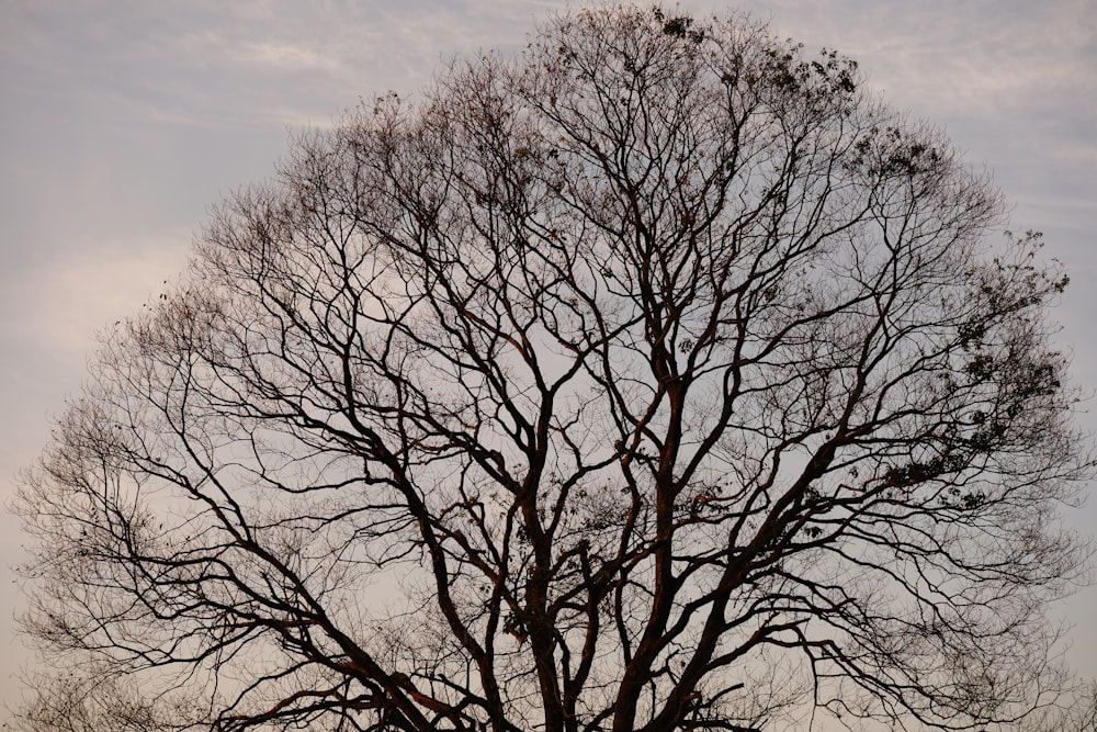 a bare tree with no leaves on it