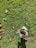 A bouquet of colorful flowers, including pink roses and purple and white flowers, rests on a vibrant green lawn. Several brown leaves are scattered across the grass, indicating a seasonal transition.