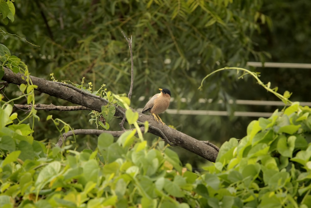 a small bird perched on a tree branch