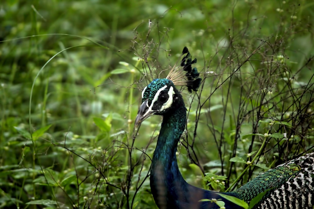 a couple of peacocks standing next to each other