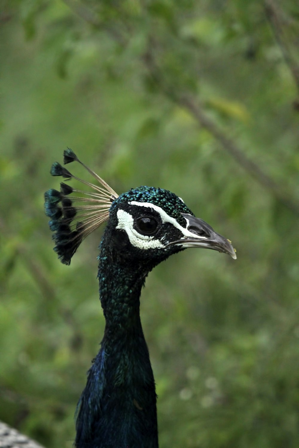 a peacock with a black and white head and feathers