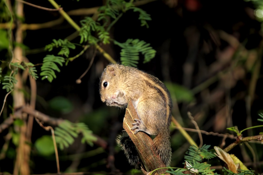 a small animal sitting on top of a tree branch