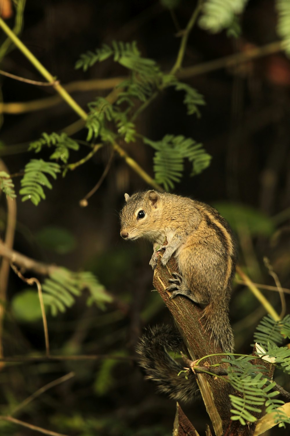 a small rodent sitting on top of a tree branch