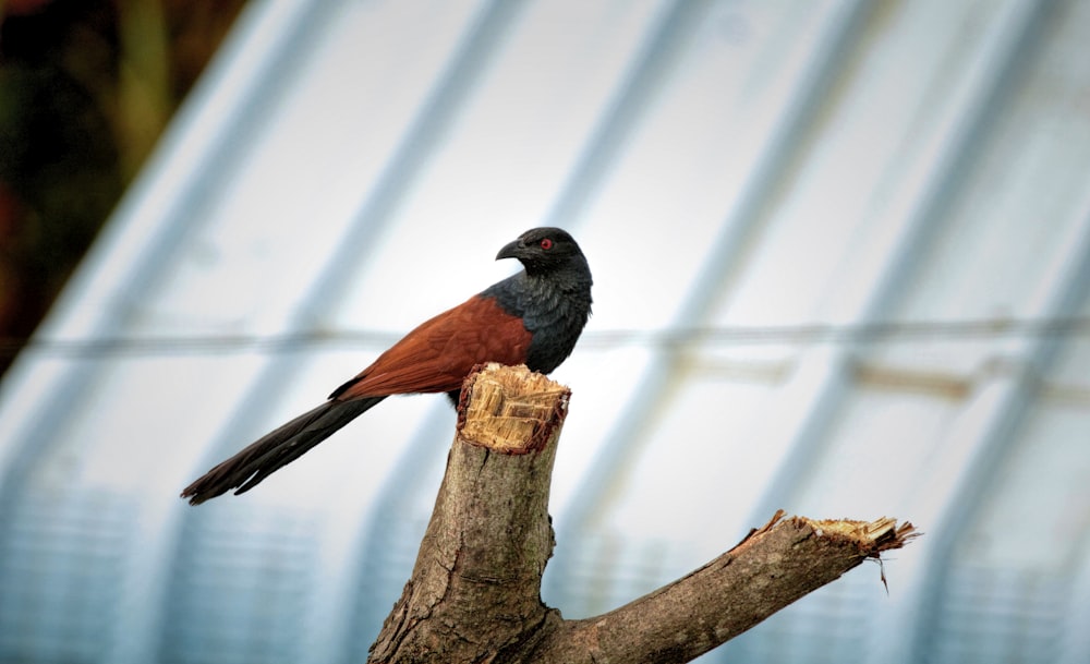 a bird perched on a tree branch in front of a building