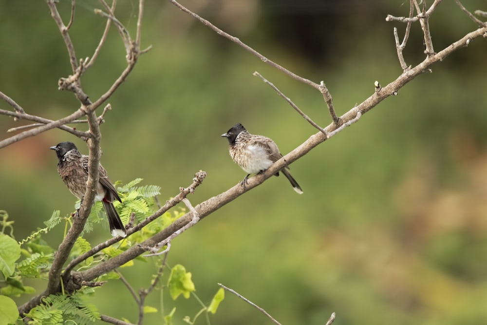 a couple of birds sitting on top of a tree branch