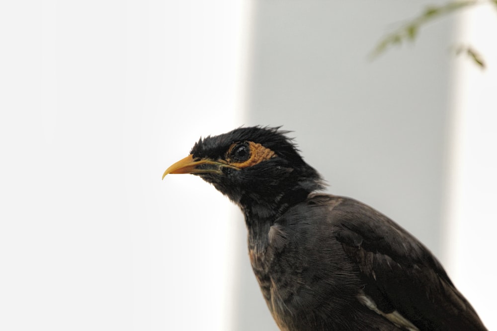 a close up of a bird on a tree branch