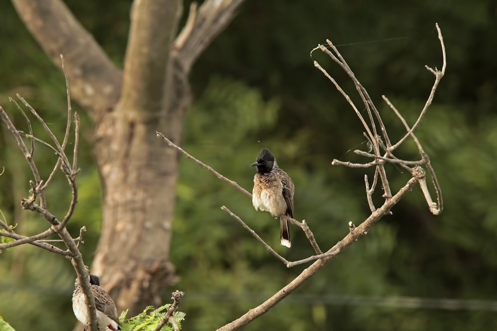 a small bird perched on top of a tree branch