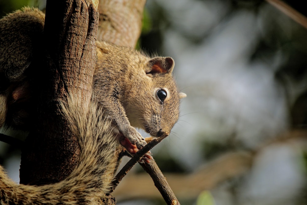 a squirrel sitting on top of a tree branch