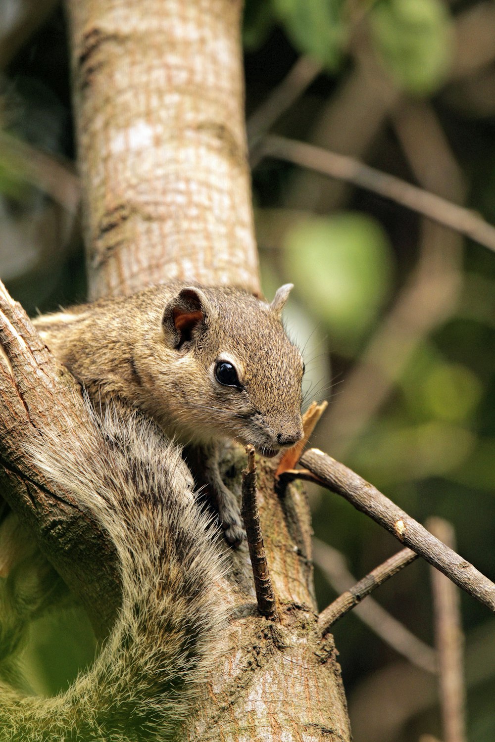 a squirrel sitting on top of a tree branch