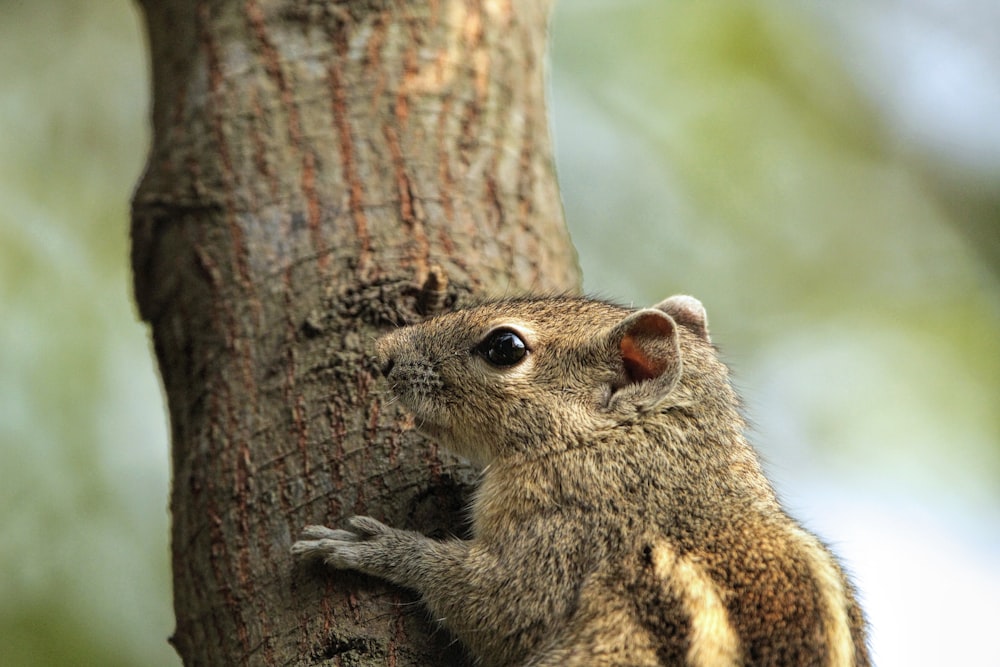 a small squirrel sitting on the side of a tree