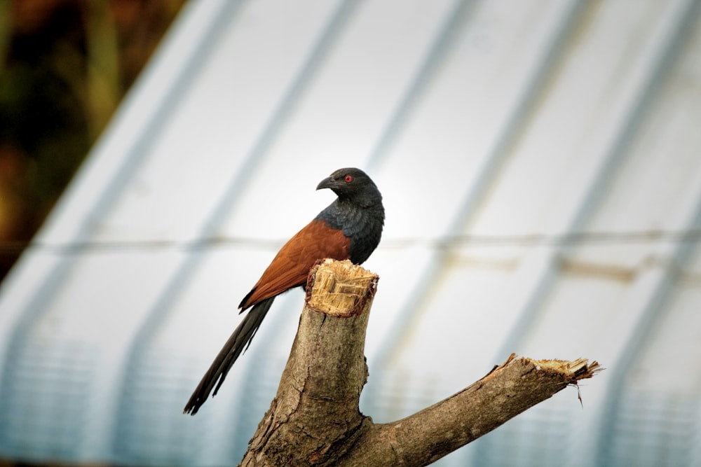 a bird is perched on a tree branch