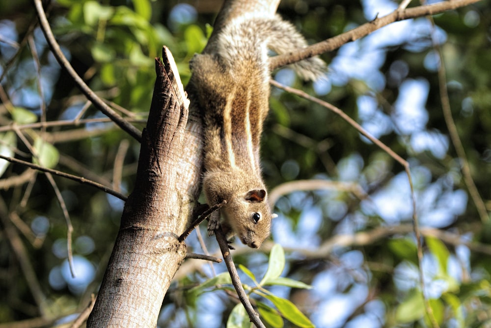 a squirrel is climbing up a tree branch