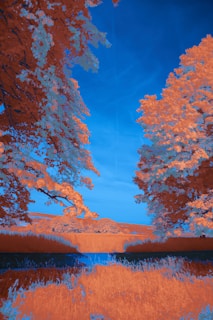 Close-up of a FIR technology device emitting gentle infrared waves in a natural setting