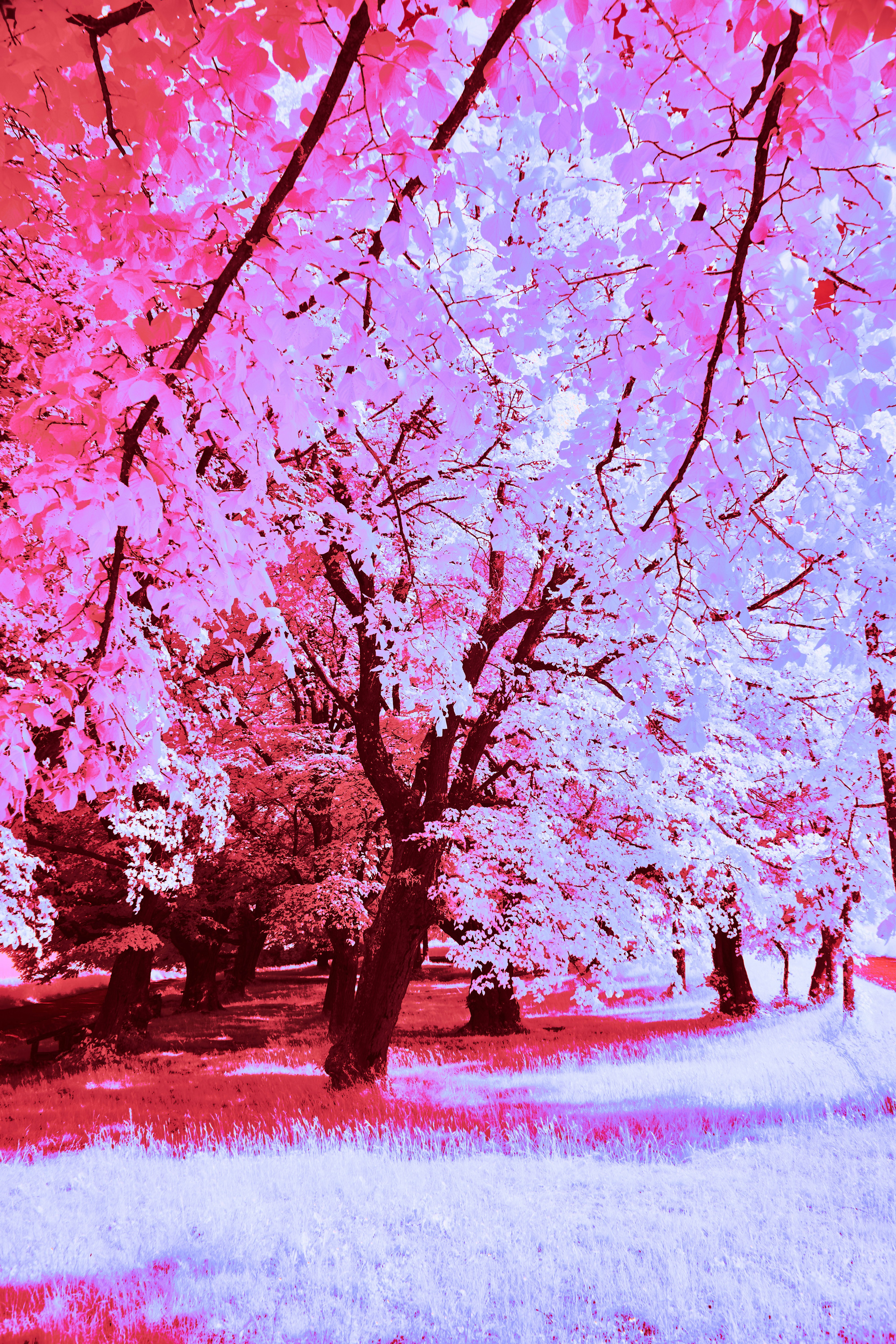 Photo by wolfgang_hasselmann