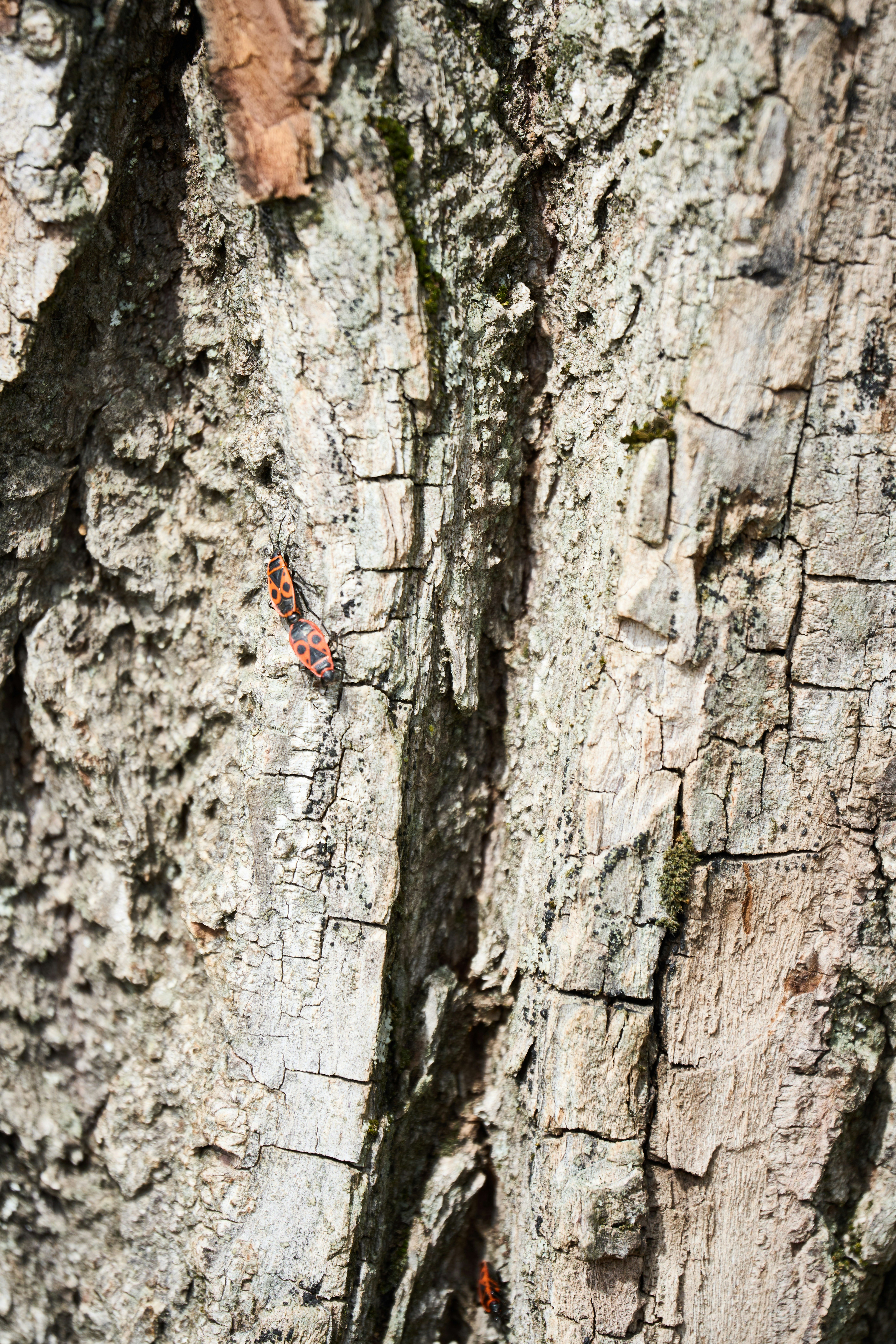 Photo by wolfgang_hasselmann