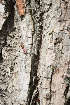 Two insects with striking orange and black patterns are seen on the bark of a tree. The tree bark is rough and textured, with various shades of brown and patches of green moss.