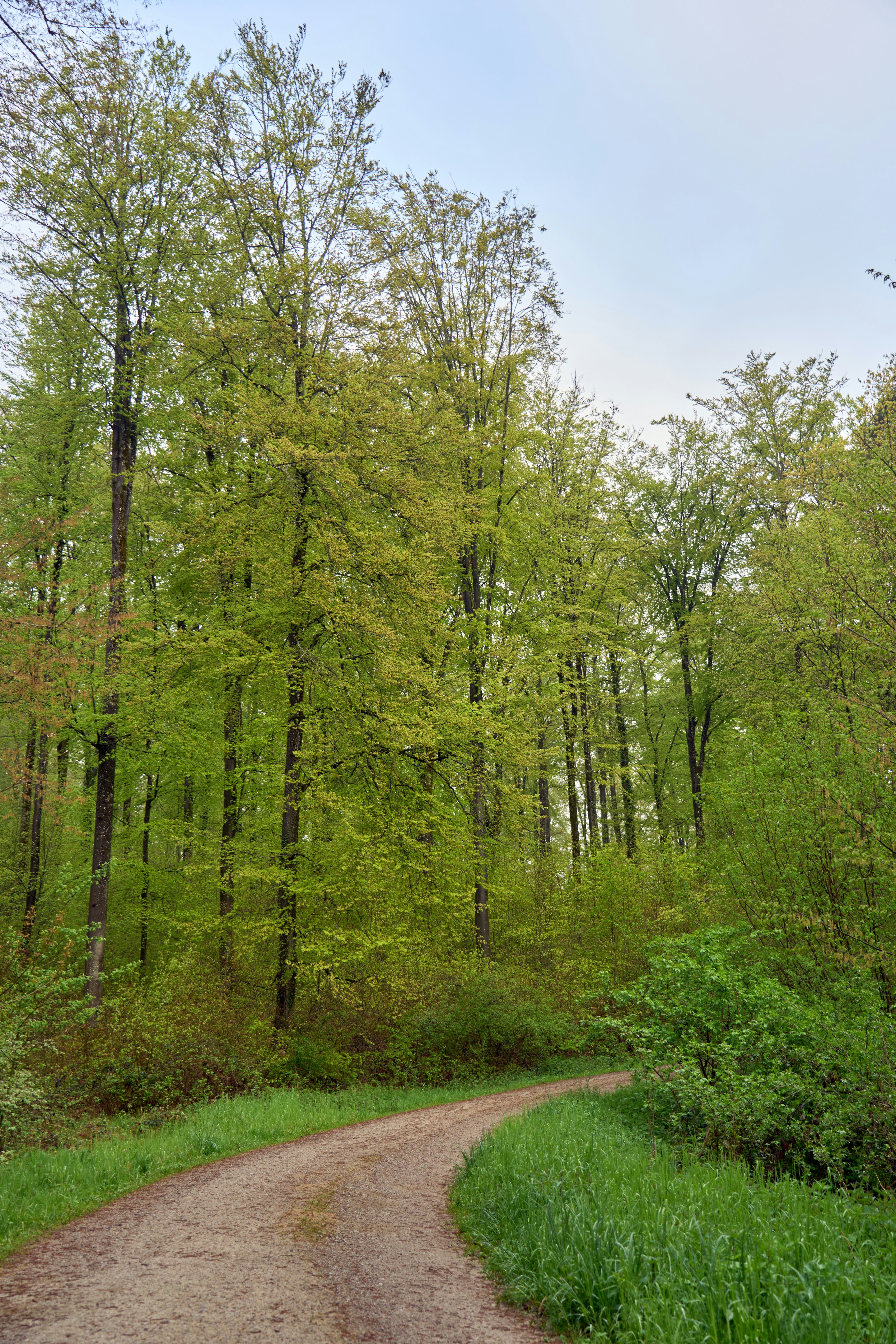 Photo by wolfgang_hasselmann