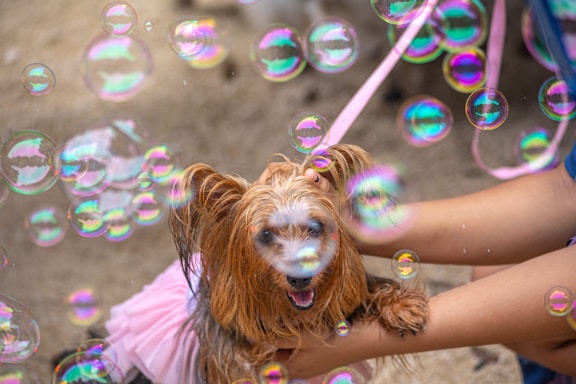 A small, long-haired dog is being held by a person, surrounded by colorful soap bubbles. The dog looks cheerful with its mouth open, and its fur is damp. The background appears to be sandy, suggesting an outdoor setting.