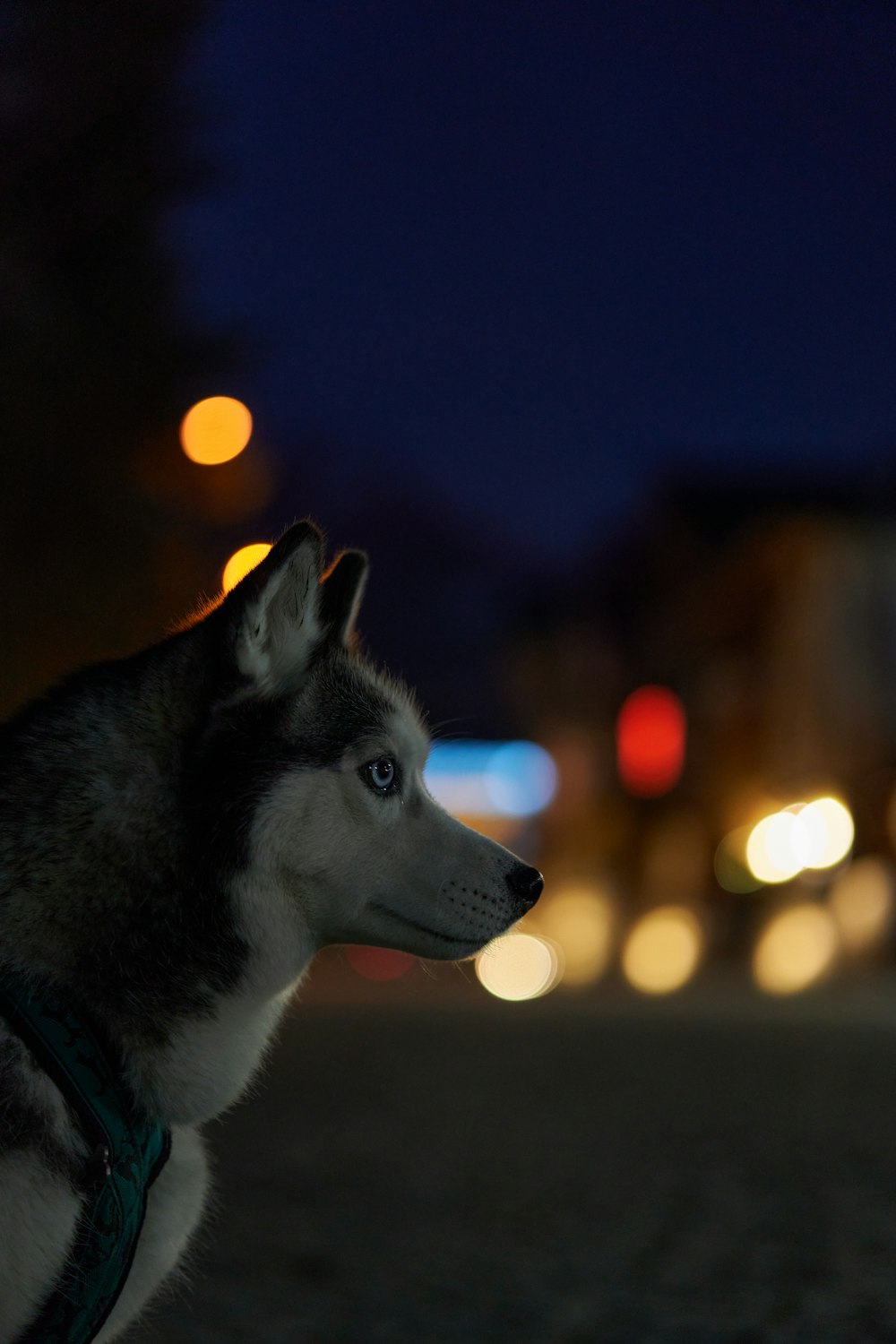 a husky dog standing on a street at night