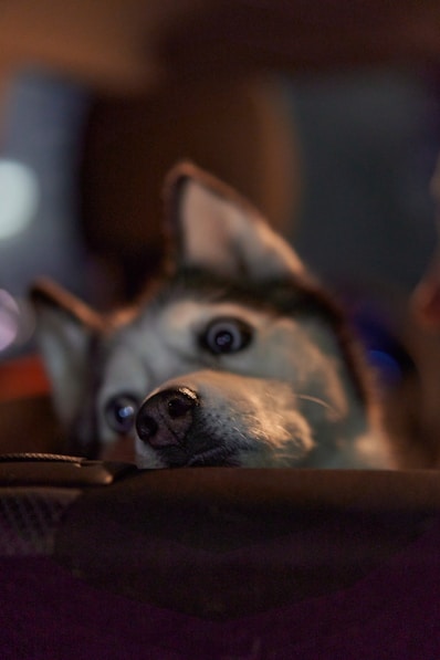a close up of a dog laying on a bed
