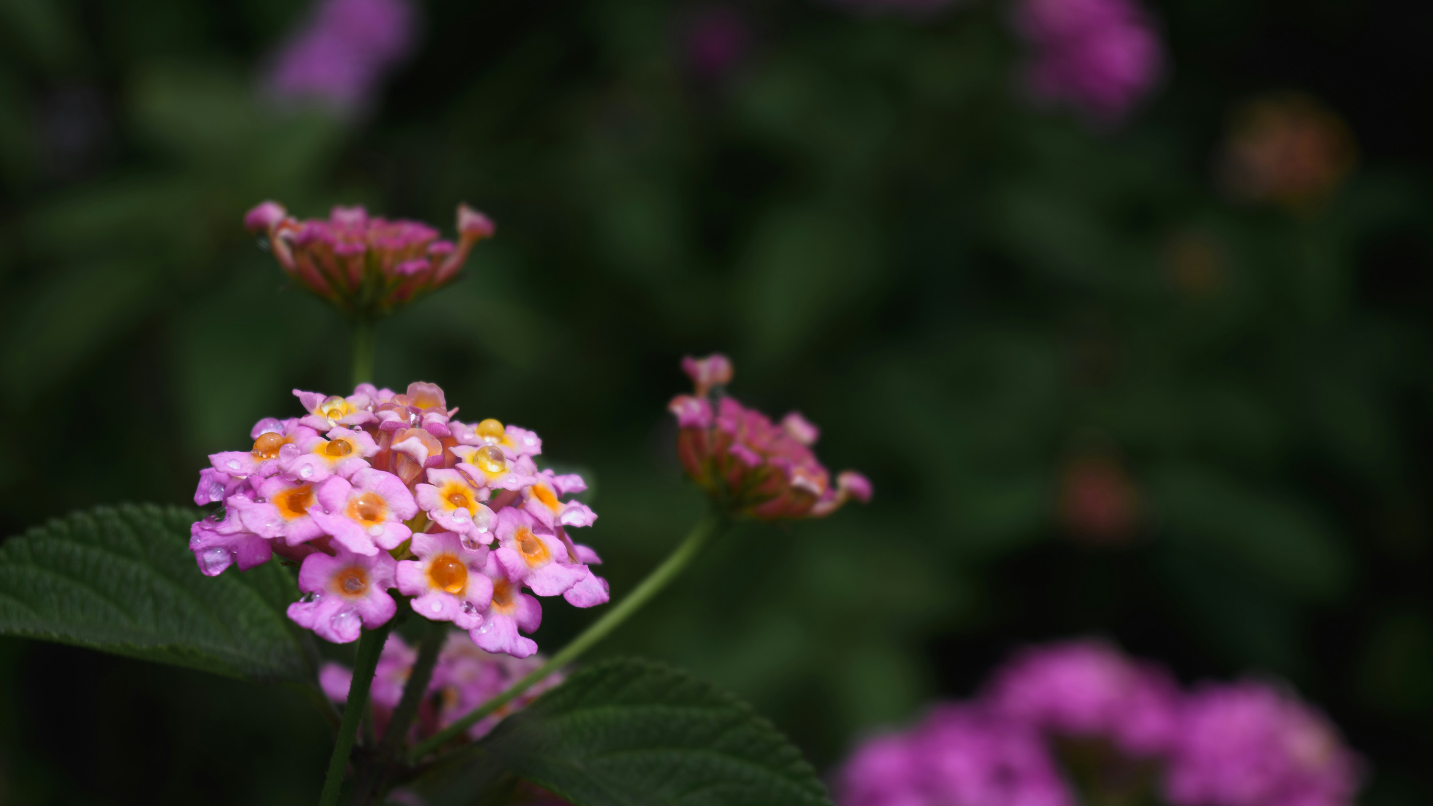 Photo by haythamkenway