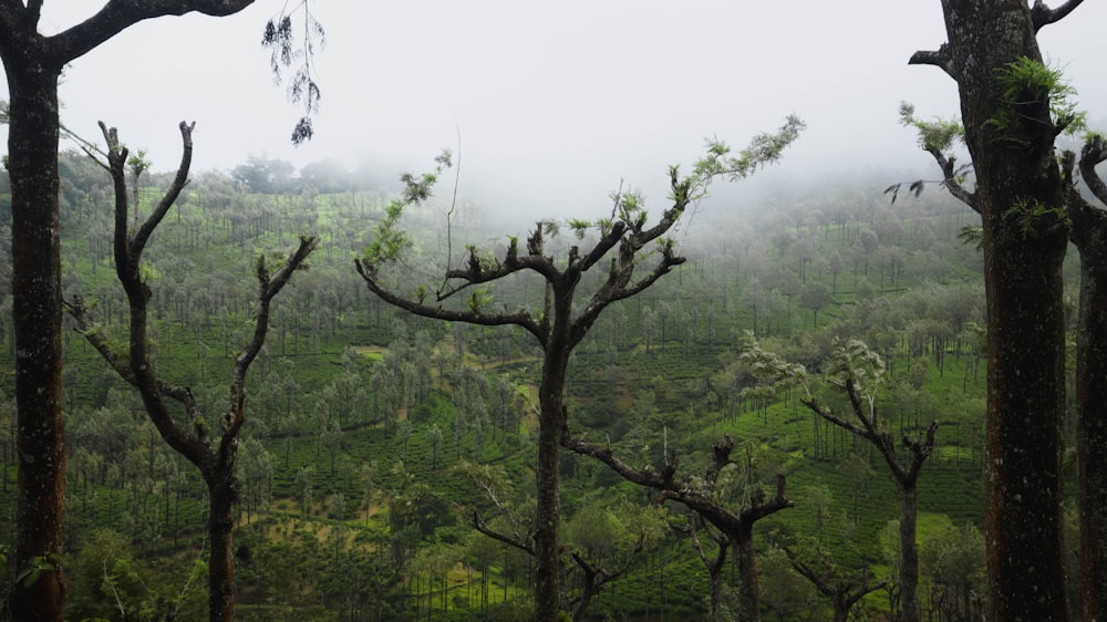 a forest filled with lots of trees covered in fog