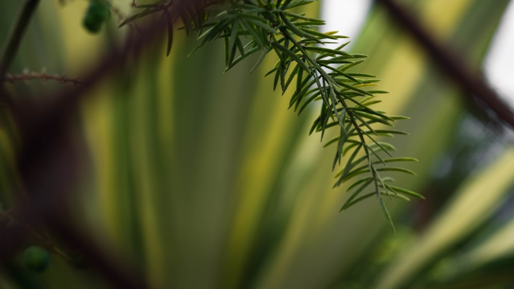 a close up of a green plant behind a chain link fence