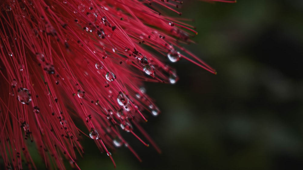 a red flower with drops of water on it