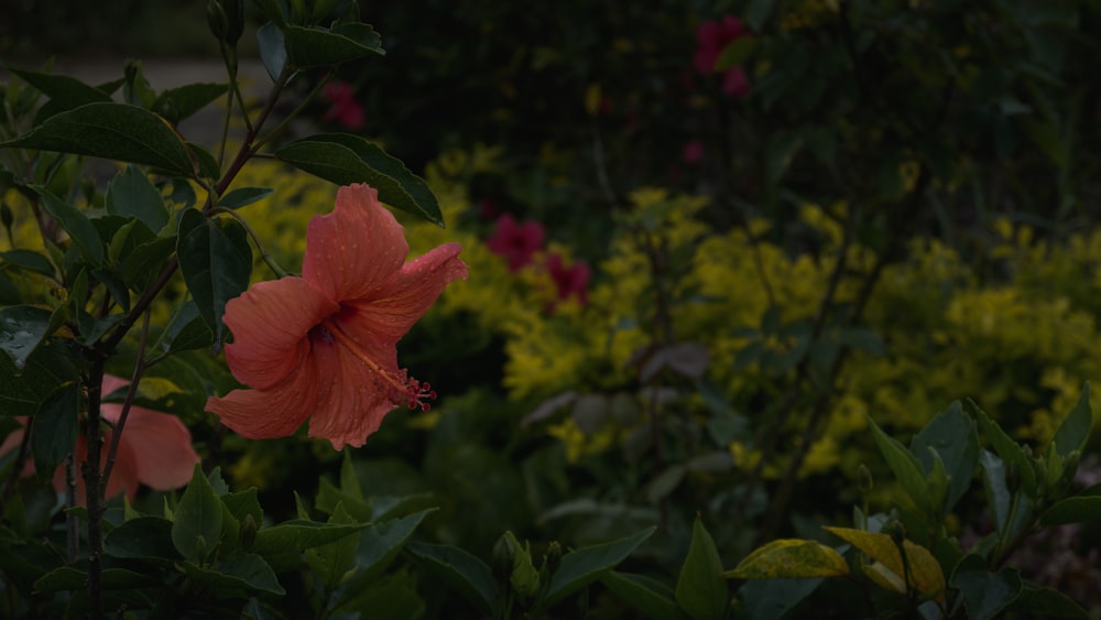 a flower that is sitting in the grass